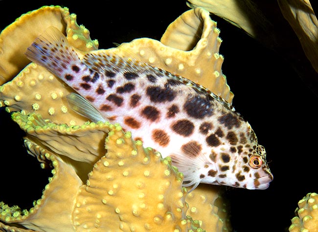 Cirrhitichthys oxycephalus, Cirrhitidae, Epervier lutin, Pez halcón de coral Cirrhitichthys oxycephalus, Cirrhitidae, Epervier lutin, Pez halcón de coral