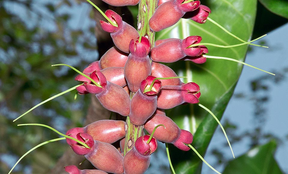 Ai fiori ermafroditi, disposti a spirale sul rachide, seguono bacche oblunghe con calice persistente © Mazza © Giuseppe Mazza