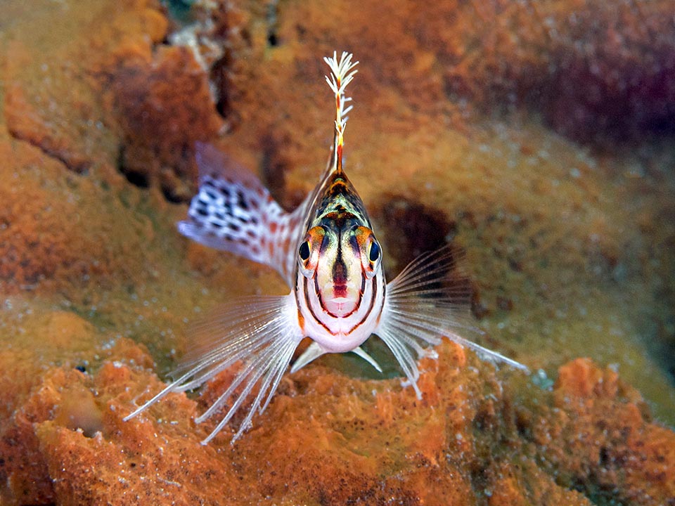 Mide apenas 7 cm. Son característicos los penachos de la aleta dorsal y los radios libres de las pectorales que usa como patas para moverse por los corales
