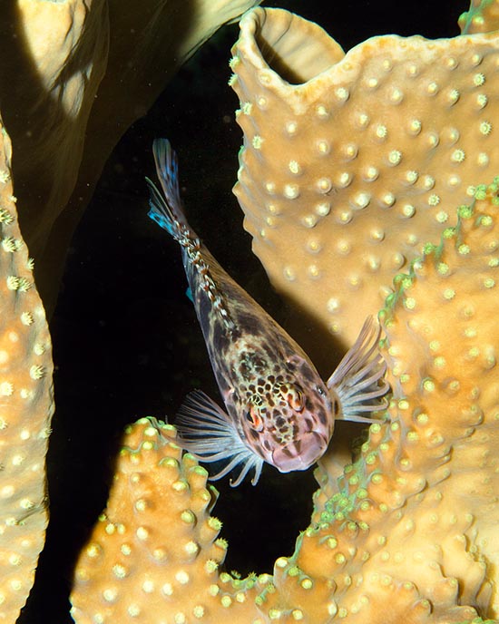 Cirrhitichthys oxycephalus, Cirrhitidae, Epervier lutin, Pez halcón de coral Cirrhitichthys oxycephalus, Cirrhitidae, Epervier lutin, Pez halcón de coral