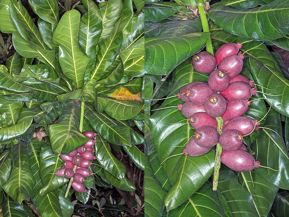 Los frutos maduros son tomentosos, de color gris verdoso, rojo o púrpura, de sección levemente tetra o pentagonal. Alcanzan los 10 cm de largo y 3,5 cm de diámetro. Las semillas, de sabor agradable, son consumidas crudas, cocidas o tostadas. La corteza y las hojas son localmente usadas en medicina tradicional © Giuseppe Mazza