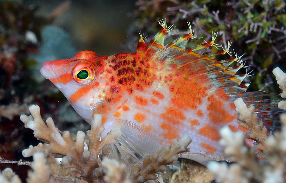 Swim bladder is missing, but it's of no use, as it spends most of its time motionless, moving only the eyes looking for an easy prey 