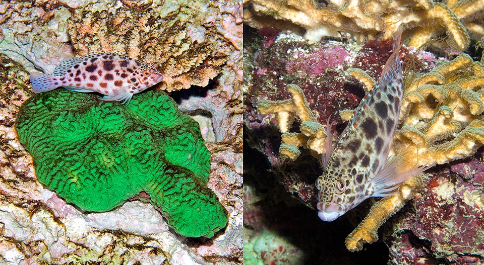 Cirrhitichthys oxycephalus, Cirrhitidae, Epervier lutin, Pez halcón de coral