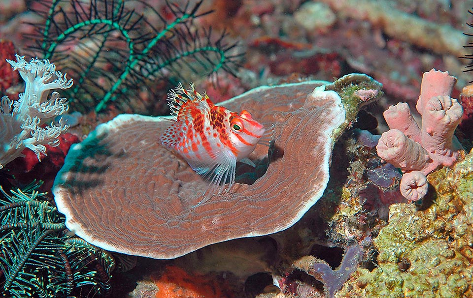 Piccoli ma grintosi, i maschi del Cirrhitichthys falco posseggono un territorio e un harem. Quando muoiono la femmina più grande cambia sesso e prende il comando