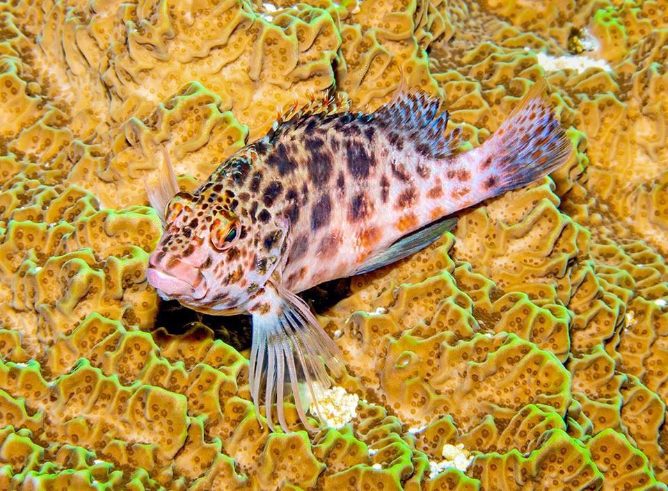 Si nutre di pesciolini e piccoli crostacei ed è una specie ermafrodita proteroginica, con femmine cioè che possono trasformarsi in maschi 