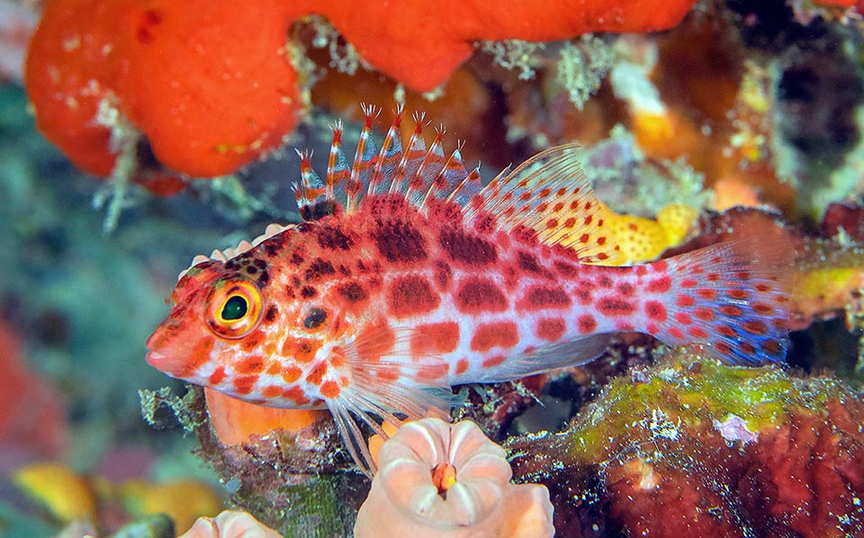 Pour la reproduction les œufs planctoniques sont fécondés au vol grâce à des bonds spectaculaires depuis le fond. Cirrhitichthys oxycephalus n'est pas une espèce menacée