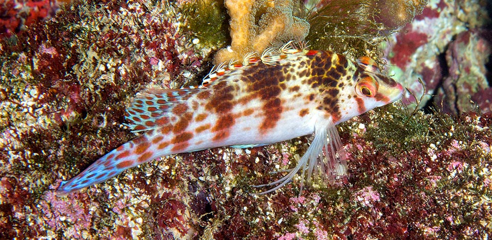 This observes the surroundings camouflaged ready to dive, like a hawk, on the small passing by fishes and the small crustaceans