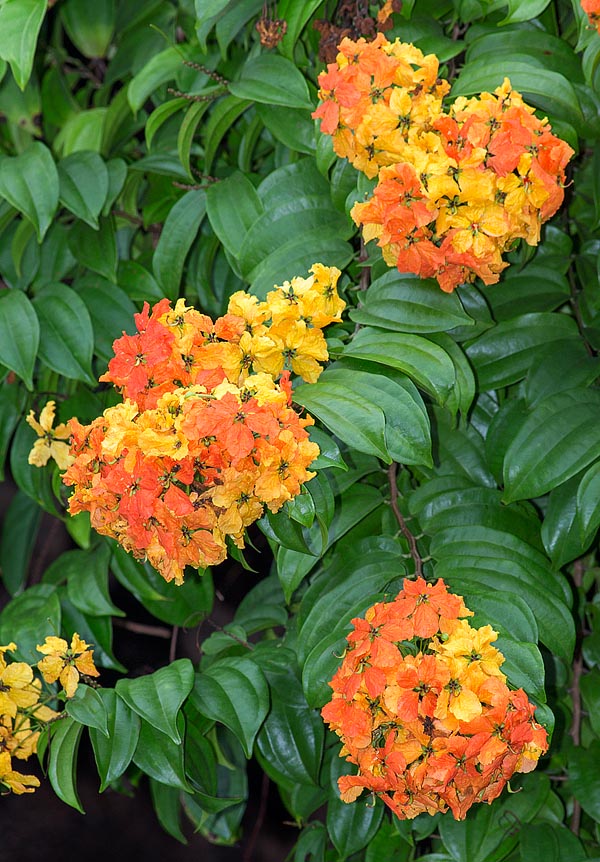 Tiges de 30 m. Inflorescences voyantes et pétales qui virent du jaune à l'orangé, tendant au rouge © Giuseppe Mazza