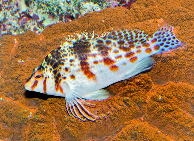 Cirrhitichthys falco, Cirrhitidae, Pez halcón enano Cirrhitichthys falco, Cirrhitidae, Pez halcón enano