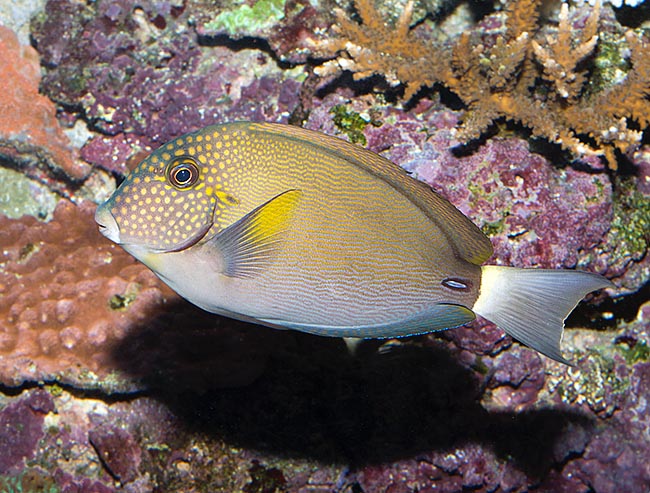 Acanthurus maculiceps, White-freckled surgeonfish, Acanthuridae