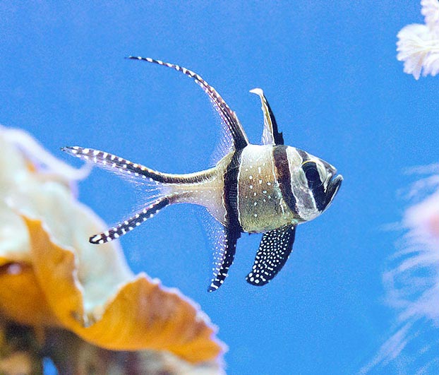 Cas rare parmi les poissons marins, Pterapogon kauderni est endémique des îles Banggai © Giuseppe Mazza