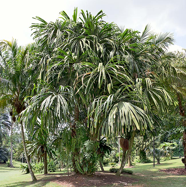 Borassodendron machadonis peut atteindre 15 m de haut. Les grandes feuilles ont des bords très coupants © Giuseppe Mazza