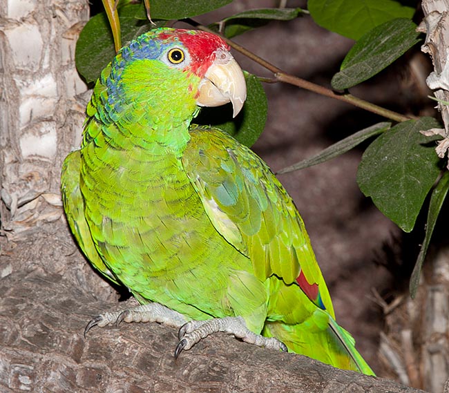 Amazona viridigenalis green cheeks, delimited by a blue edge, are particularly dazzling © Giuseppe Mazza