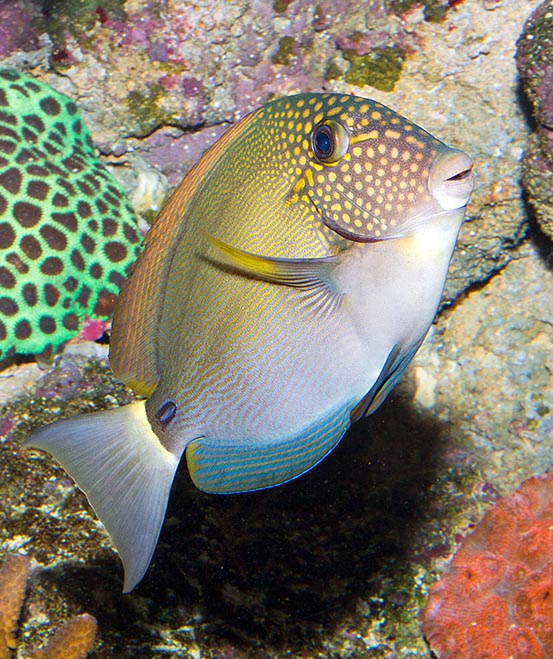 Acanthurus maculiceps, Poisson chirurgien à taches de rousseur, Poisson chirurgien à face tachetée, Acanthuridae