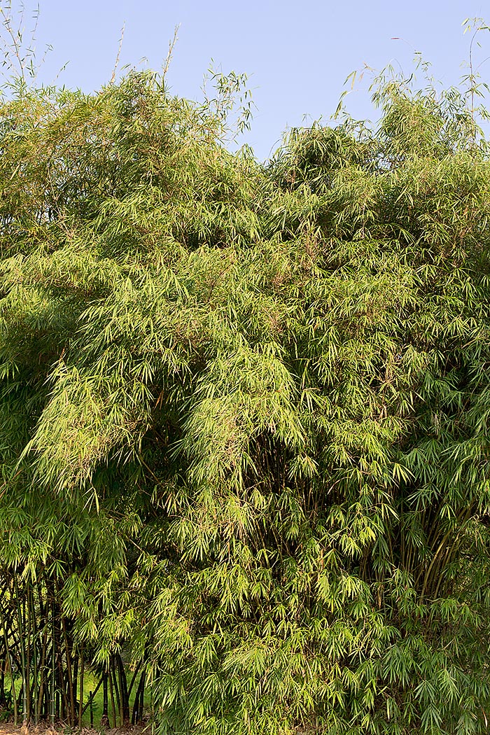La Bambusa heterostachya alcanza los 15 m de altura con tallos de 3-5 cm pero existen también formas enanas © G. Mazza