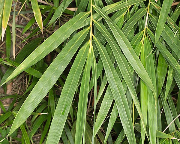 Las hojas son alternas o lanceoladas, largas hasta 35 cm. Crecimiento veloz en los trópicos © G. Mazza