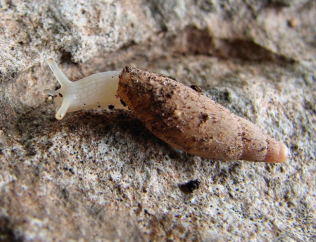 Sardopoiretia emanueli, Oleacinidae