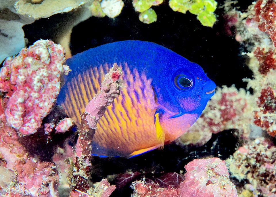 The multi-coloured Twospined angelfish (Centropyge bispinosa) is present in many locations of the tropical Indo-Pacific 