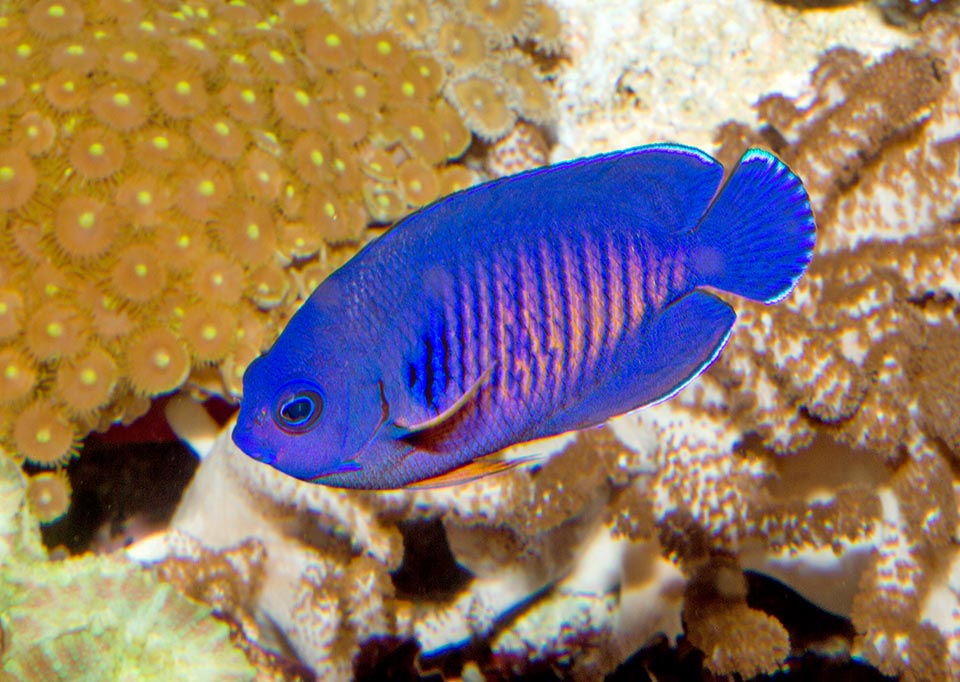 Con una longitud máxima de 10 cm, suele vivir en aguas poco profundas al abrigo de las formaciones coralinas, entre los 5 y los 45 m de profundidad 