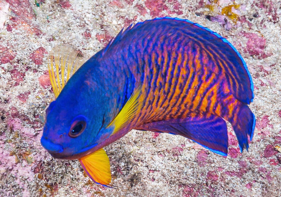 Omnivorous, mainly eats algae, but also polyps of madrepores, sponges and ascidia. The showy livery is very mimetic in the multicoloured light and shade of the corals