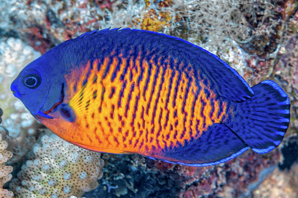 De hecho, el contorno azul violeta oscuro desaparece en la oscuridad y la zona naranja central con franjas verticales irregulares oscuras puede parecer una madrépora