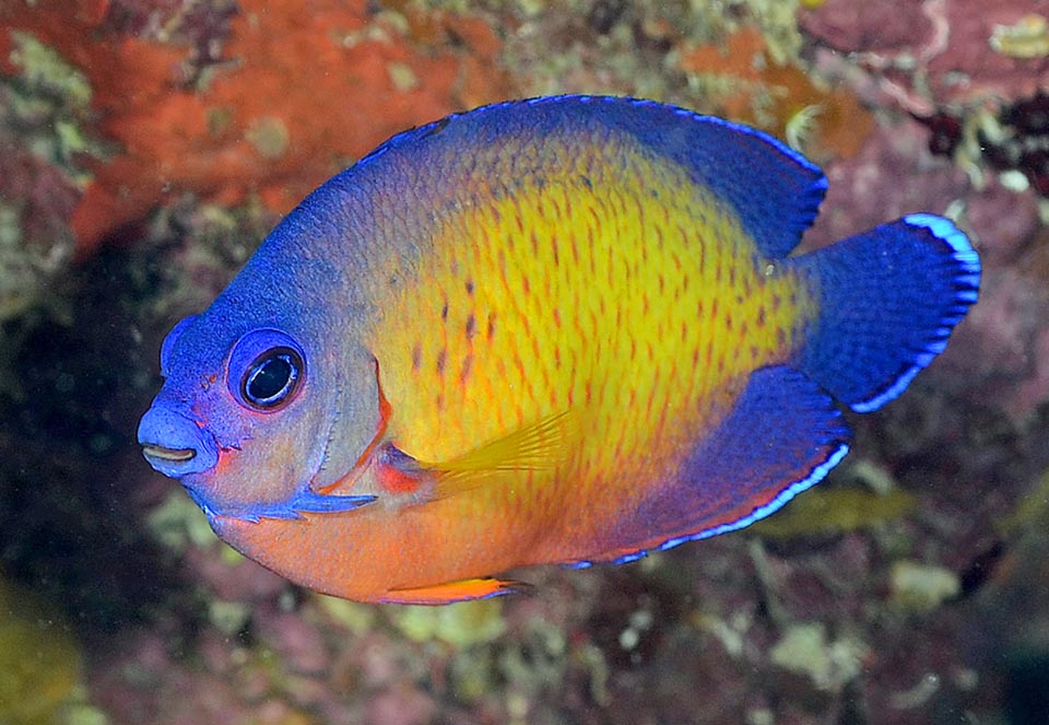 Qui si nota molto bene, colorata in blu sul fondo chiaro, la lunga spina difensiva posta accanto all’opercolo che ha dato il nome alla specie. Centropyge bispinosa è un pesce ermafrodita proteroginico: entrambi i sessi sono infatti presenti alla nascita ma si sviluppano prima gli organi femminili e solo più tardi le femmine si trasformano in maschi 