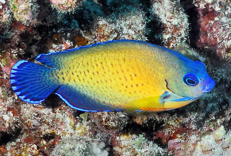 Surtout en période de reproduction il se forment des harems avec un mâle et 3 à 7 femelles. La fécondation s'effectue à la surface. Les œufs et les larves sont pélagiques 