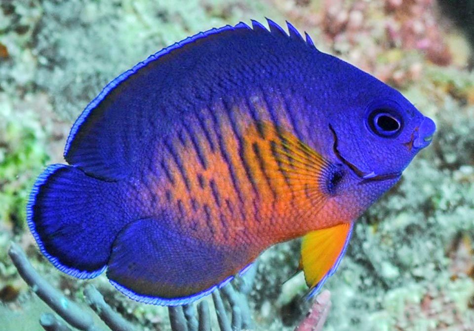 A youth. While other angelfishes have generally a livery very different when young, this already looks like the adults, excepting the roundish shape and the growing spine 