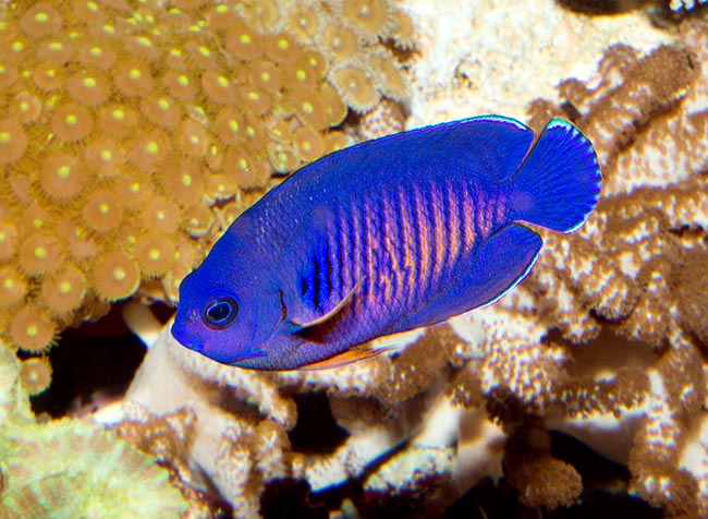 Centropyge bispinosa, Pomacanthidae, Pez ángel belleza coralina Centropyge bispinosa, Pomacanthidae, Pez ángel belleza coralina, Pez Ángel de Dos Espinas