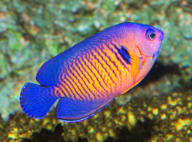 Centropyge bispinosa, Pomacanthidae, Twospined angelfish