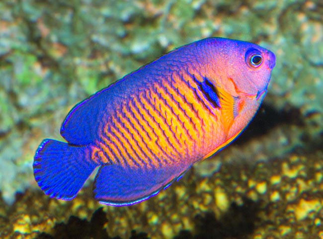 Centropyge bispinosa, Pomacanthidae, Pez ángel belleza coralina Centropyge bispinosa, Pomacanthidae, Pez ángel belleza coralina, Pez Ángel de Dos Espinas