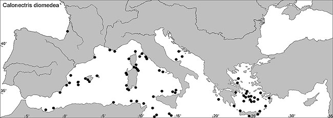 Calonectris diomedea, Procellariidae, Puffin Cendré, Puffin de Scopoli