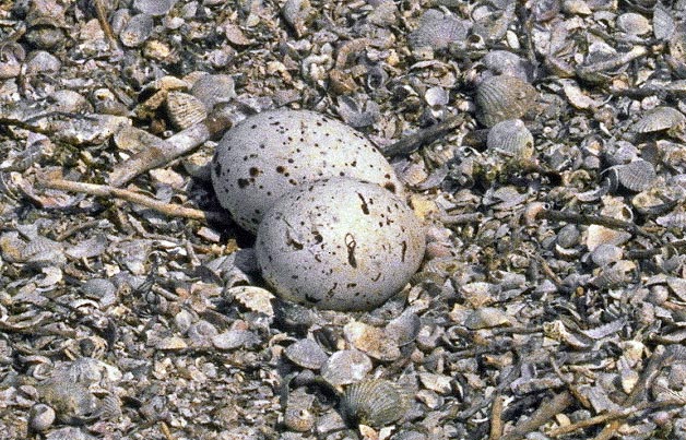 Le uova hanno una colorazione di fondo biancastra, mentre nel Beccapesci sono molto variabili © Brichetti