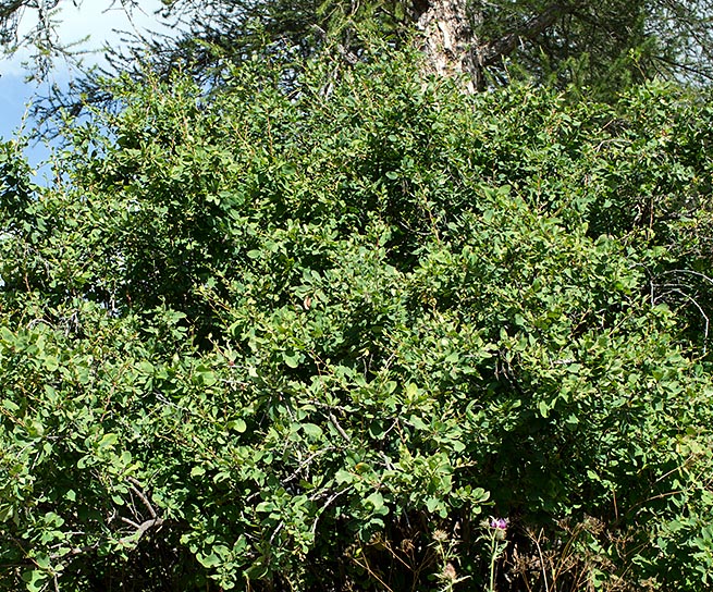 El agracejo (Berberis vulgaris) es un pequeño arbusto euroasiático caducifolio y espinoso de hasta 3 m de alto © Giuseppe Mazza
