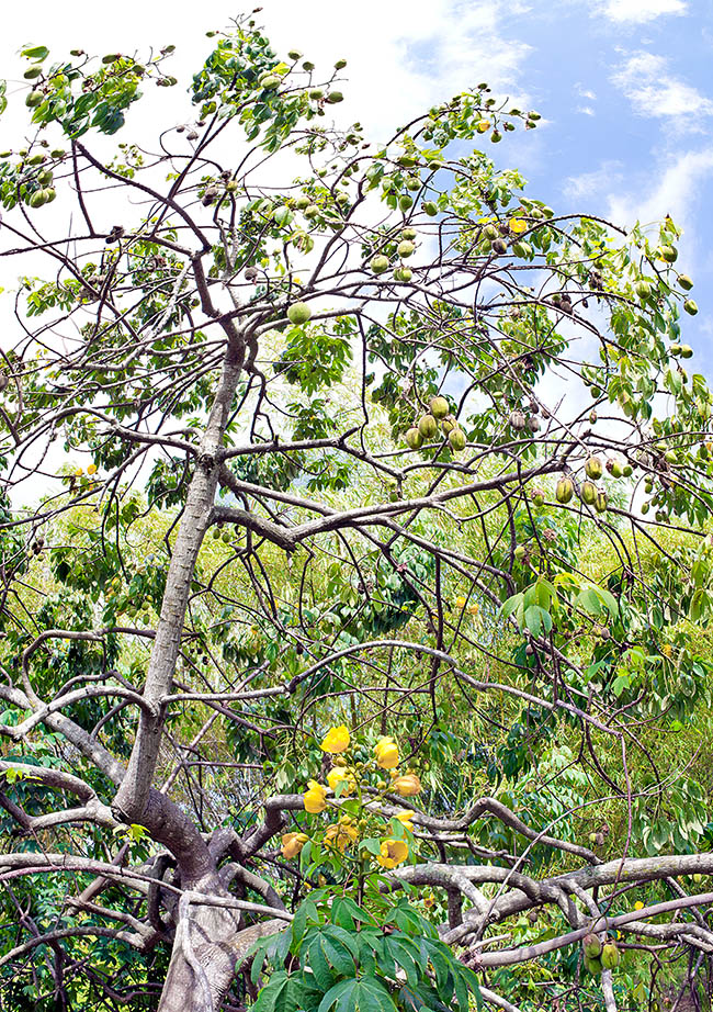 Cochlospermum religiosum est un arbuste de 3 à 8 m originaire de l'Inde et du Myanmar. L'appellation 