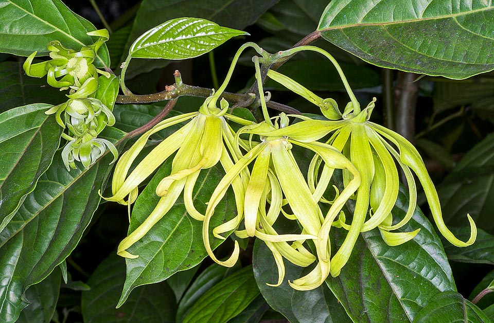 Native d'Asie tropicale, Cananga odorata est une sempervirente à croissance rapide, pouvant atteindre 30 m de hauteur. Des inflorescences insolites, très parfumées, récoltées à l'aube, on extrait une huile essentielle. Écorce et fleurs sont utilisées en médecine traditionnelle contre diverses pathologies et l’huile en aromathérapie © Giuseppe Mazza