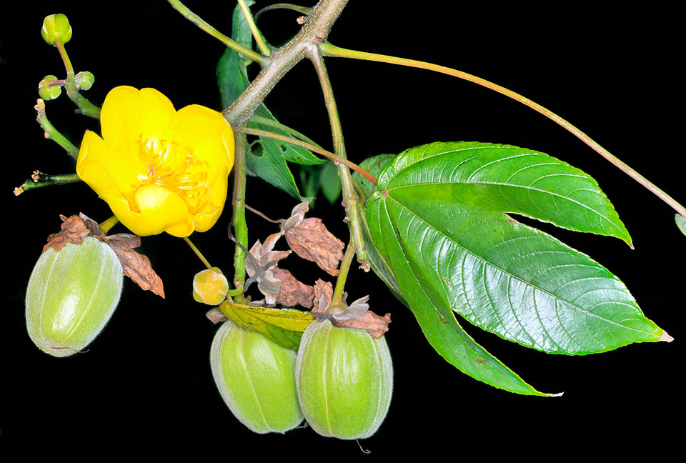 De l'écorce profondément crevassée s'écoule un liquide caoutchouteux orange. Les feuilles, au long pétiole, sont alternes et palmées avec 3-5 lobes elliptiques-lancéolés © Giuseppe Mazza