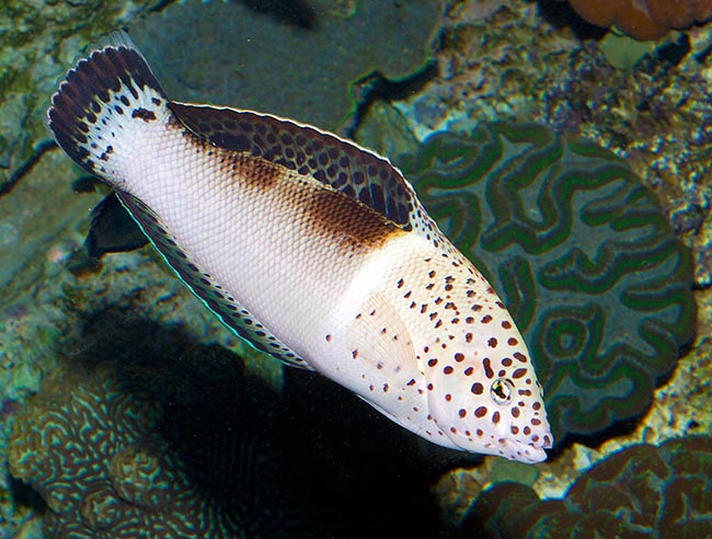 Coris aygula, Labridae, Labride pagliaccio Coris aygula, Labridae, Labride pagliaccio