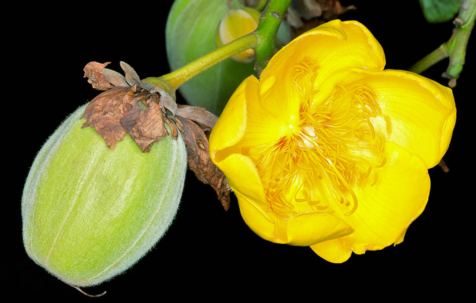I fiori, larghi 10 cm, vengono impollinati dai pipistrelli. I frutti sono capsule obovoidi o piriformi deiscenti di circa 8 cm di lunghezza e 5 cm di diametro © Giuseppe Mazza