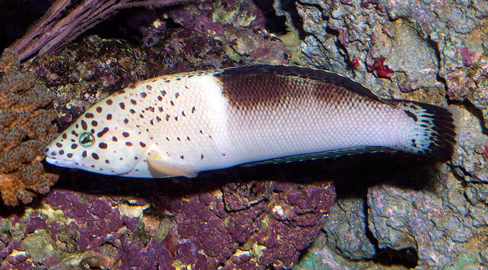 Coris aygula, Labridae, Labride pagliaccio Coris aygula, Labridae, Labride pagliaccio