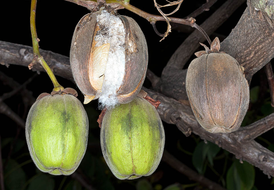 Leaves, flowers, bark, roots and gum display medicinal virtues. From the seeds they get oil for soap and the residues are used as cattle food, whilst the thin fibres wrapping them, similar to the Kapok ones, are used for paddings. Seen its fast growth, the tree is finally employed in the reforestation of degraded areas © Mazza