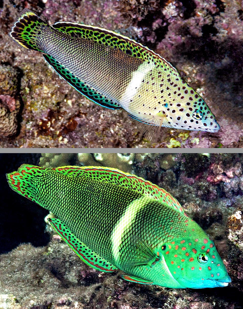 Transitional livery and young male of Coris aygula.
