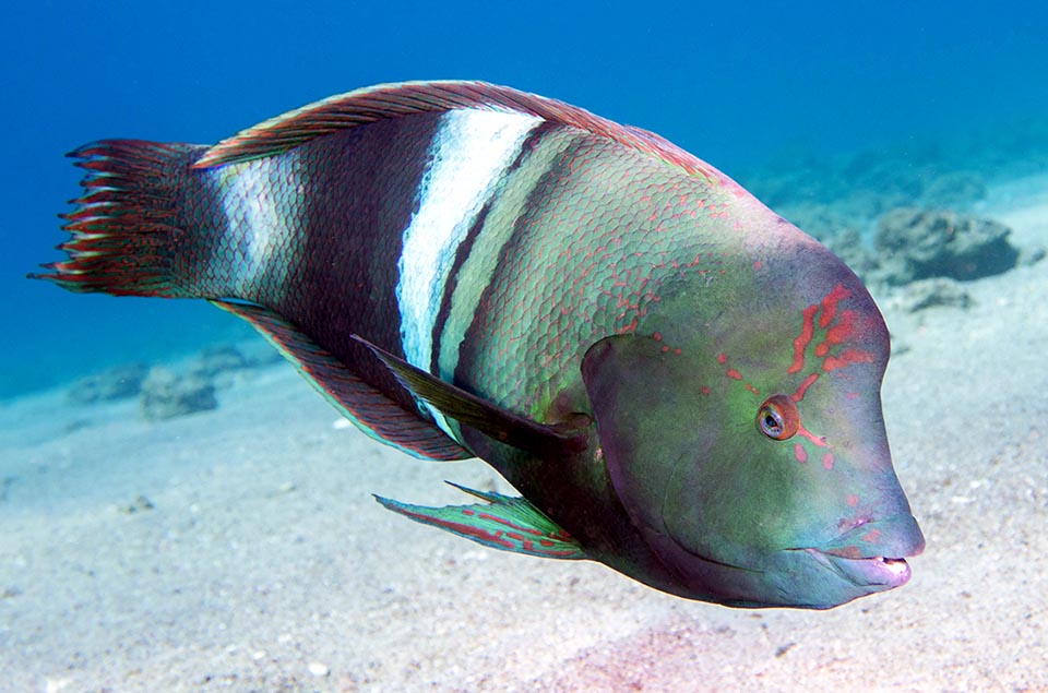 Male livery of Coris aygula.