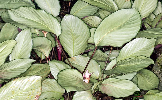 La Calathea "Silver Plate", souvent utilisée comme bordure sous les tropiques, est probablement issue de la Calathea loeseneri