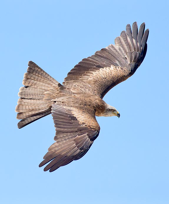 Milvus migrans is one of most common diurnal raptors in the world © Giuseppe Mazza