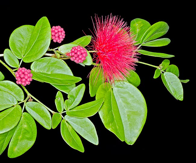 La Callandria tergemina var. emarginata est un arbuste de 1 à 3 m qui sous les tropiques est presque toujours en fleur © Giuseppe Mazza