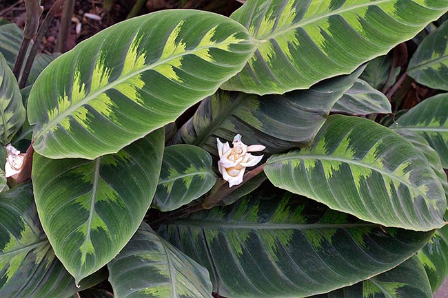 Native to Central America, Goeppertia warszewiczii makes elegant edges in the tropical gardens © Giuseppe Mazza