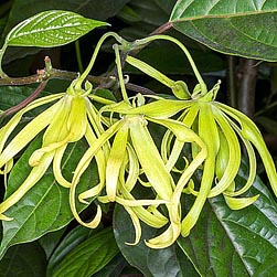 Cananga Odorata Monaco Nature Encyclopedia Cananga Odorata Monaco Nature Encyclopedia
