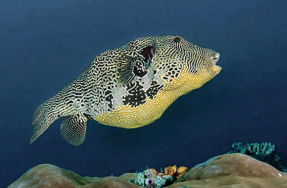 Il Pesce palla mappa (Arothron mappa) vive solitario nelle lagune e le acque calme delle formazioni coralline dell’Indo-Pacifico tropicale