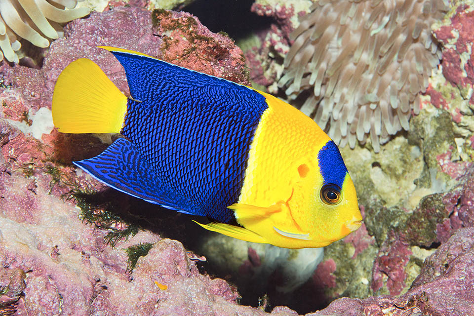 Centropyge bicolor es partido en dos por el fuerte mimético contraste cromático amarillo-azul.